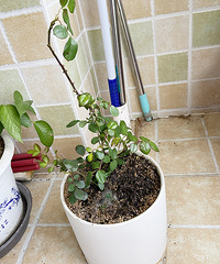 �����������¼�����賤��������