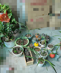 一直喜欢种点花花草草,家里四楼杂物间的绿植
