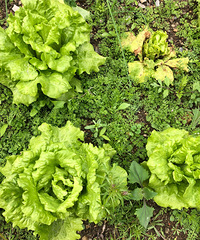 ��ǰ�ź���һƬ��԰�ӣ���ʱժ��ʱ�����¹�