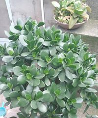 ���˼ҵ���ֲ����������ĺ�԰Ҳ�����ⰻȻ