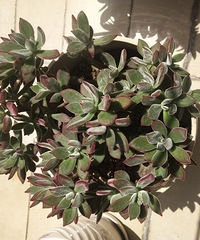 �ֲе����ʺϵ�ֲ�����