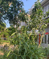 ֱ��������¶������û�о��ĺǻ�����С��԰