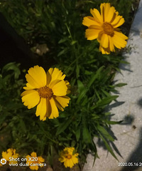 夏秋季节,开的这黄花是什么花,