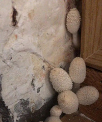 �������꣬ǽ�ǳ�4��Ģ���������������Ч