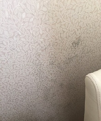 梅雨季刚开始墙纸就长霉,我该怎么办?
