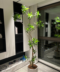 [������ֲ]�ٺ���ȷʵ��Ư��������Ʈ��