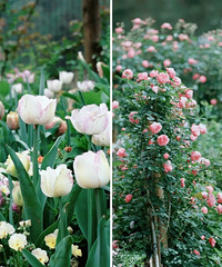 ����ɽ���ǻ�԰