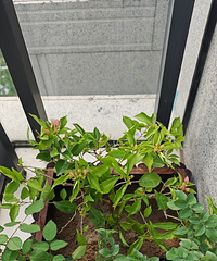 ����ʽ��̨¶̨��԰֮·