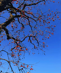 �׵�������¼ң���Ϊ���Ҫ������ů����