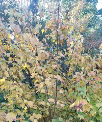 [����]ֲ�������������˹�ϵ��װ��������ע��