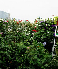 "花友串门之一:一位花友的顶楼花园"