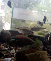 【Rhodeus】Rhodeus fangi&R.ocellatus