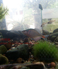 【Rhodeus】Rhodeus fangi&R.ocellatus