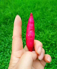 ����С���� ����ָ����