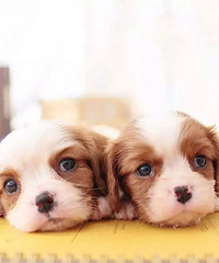 【重要】家有爱犬的小伙伴注意了!
