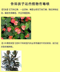 再次提醒 告诉孩子别碰这些植物!