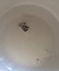 ����ţ�� �Ҹ���ʲô�����㣨��ͼ��