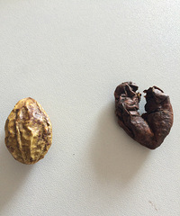 ��818����ֲ˳��ſڵġ���ҩ��ƭ��