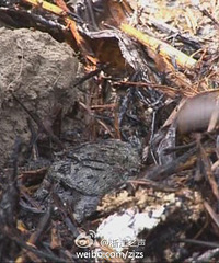 ���˺�����4��ֻ������������𺣣�ͼ��