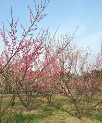 ֲ��԰��÷�� ����ҰѾ�������Ҳ"��"����