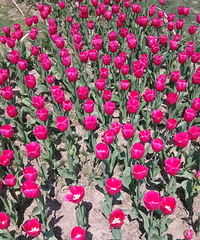 ��������ʵ���Ǻã�����ʪ�ع�԰��ɽ�˺�