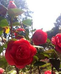 �Ϻ����������ֻ�������ĳ���ô