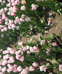 ��ֻ��˵�������Ļ���Ҳ��Ҫ���ǵİ���