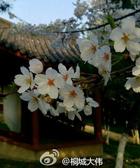 ͩ�������͹�԰��ӣ��������ôƯ��������֪����