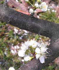 3��26��  ������԰��ӣ���ֻ�����