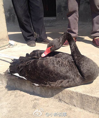 ����ũ���һֻ���ƺ���죬��֪��δ���