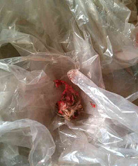 ��������������һĻ���ֵ�ë���Ȼ