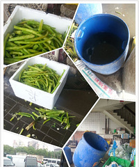 ������ǵĺ��ӳ����ֺ��Ĳˣ����İɣ�