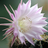 仙人球花你见过吗