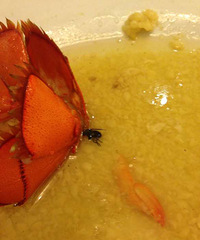 ���ĵ����͹���Գ���Ӭ������������������