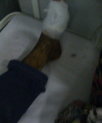 ����ץ�˼�ʮ���ߣ��賿��һ�α���ҧ��