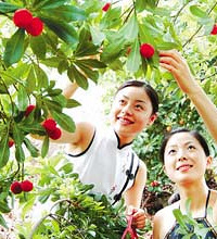 尖山采杨梅 不来就等明年了