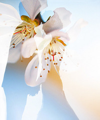 ����˹�������ռǡ��Ҳ����㣬���絹ת