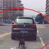 开车遛狗 另有隐情