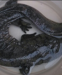 ͬ�����Ϻ�ץ�˸�������?