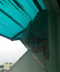 Σ�յĶ��������Ա�