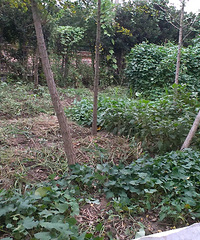 �����̵��̻������ֲˣ��ĸ����Ÿ���������ѽ