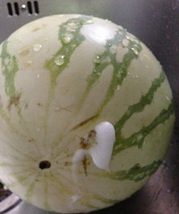 ���Ͽ��°�ĭ�����������ͼ�����ࣩ