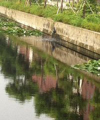 �²ۼ���ˮ��Ⱦ