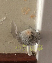 ͩ���Ժ�����ϳ�����ʵ��̫�� �ü����˼Ҷ���Ģ����