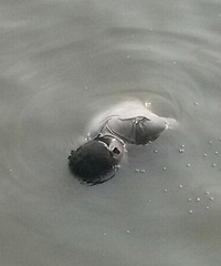 ƽ��������һ��ܢ��������һ�߸�ʬ