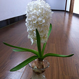 明年二次开花