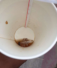 KFC������Գ����ϣ�