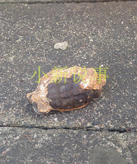 ���ǽֵ��ڳ�һ������ϡ� �йط������ý���̽����ɨ����