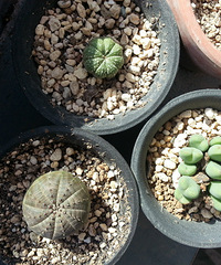 ����ݵ�С�ݡ��＾���Ƕ���ļ��ڣ�����