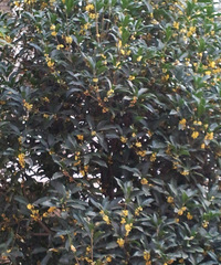 һ���Ĺ� �е��Ѿ����˵������ˣ�